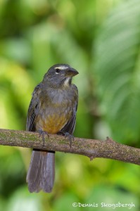 2033 Grayish Saltator (Saltator coerulenses)a Del Lagarto