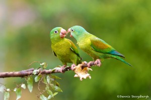 2037 Orange-chinned Parakeets (Brotogeris jugularis)