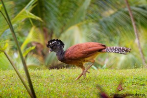 2038 Female Great Curassow (Crax rubra)