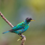 2040 Immature Green Honeycreeper (Chlorophanes spiza)