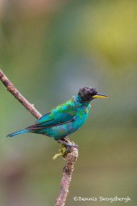 2040 Immature Green Honeycreeper (Chlorophanes spiza)