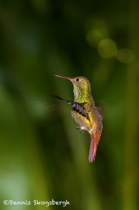 2045 Rufous-tailed Hummingbird (Amazilia tzacatl)