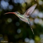 2049 Green Hermit Hummingbird (Phaethornis guy)