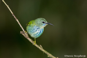 2996 Young Female Shining Honeycreeper (Cyanerpes lucidus), Laguna Del Largato, Costa Rica