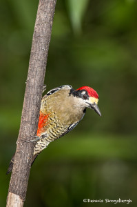 2999 Black-cheeked Woodpecker (Melanerpes pucherani), Laguna Del Lagarto, Costa Rica