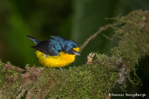 3004 Yellow-throated Euphonia (Euphonia hirundinacea), Laguna del Lagarto, Costa Rica