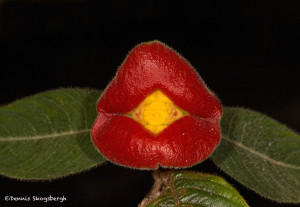 3005 Psychotria elata, Costa Rica