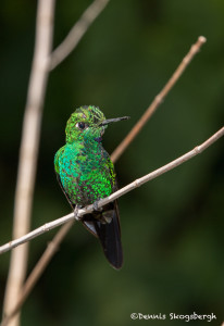 3006 Steely-vented Hummingbird (Amazilia saucerrottei), La Paz Waterfall Garden, Costa Rica
