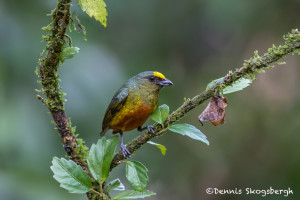 3015 Male Olive-backed Euphonia (Euphonia gouldi), Laguna del Lagarto, Costa Rica