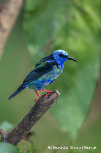 3018 Immature Red-legged Honeycreeper (Cyanerpes cyaneus), Laguna del Lagarto, Costa Rica