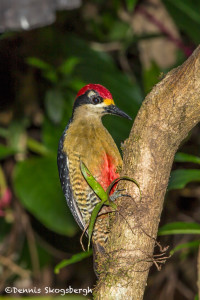 3044 Black-cheeked Woodpecker (Melanerpes pucherani), Arenal Oasis, Coasta Rica