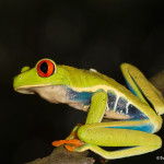 3048 Red-eyed Green Tree Frog (Agalychnis callidryas), Arenal Oasis Lodge, Costa Rica