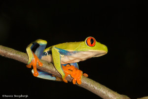 3050 Red-eyed Green Tree Frog (Agalychnis callidryas), Arenal Oasis Lodge, Costa Rica