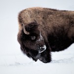 2554 Yellowstone Bison