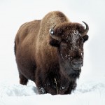 2556 Yellowstone Bison