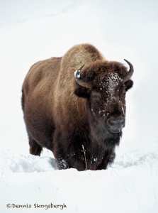 2556 Yellowstone Bison