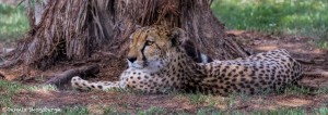 2580 Cheetah (Acinonyx jubatus)