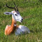 2583 Addra Gazelle (Gazella dama ruficolis)