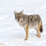 4391 Coyote (Canis latrans), Yellowstone NP