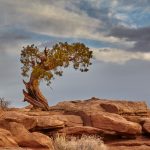 7274 Utah Pine Tree, Dead Horse Point State Park, UT