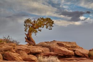 7274 Utah Pine Tree, Dead Horse Point State Park, UT