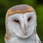 2548 Barn Owl (Tyto alba)