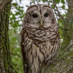2551 Barred Owl (Strix varia)