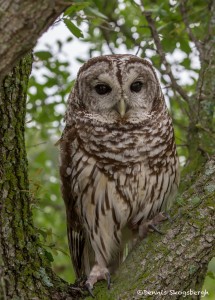 2551 Barred Owl (Strix varia)