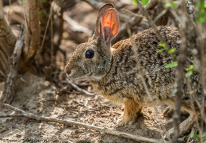 2594 Cottontail Rabbit