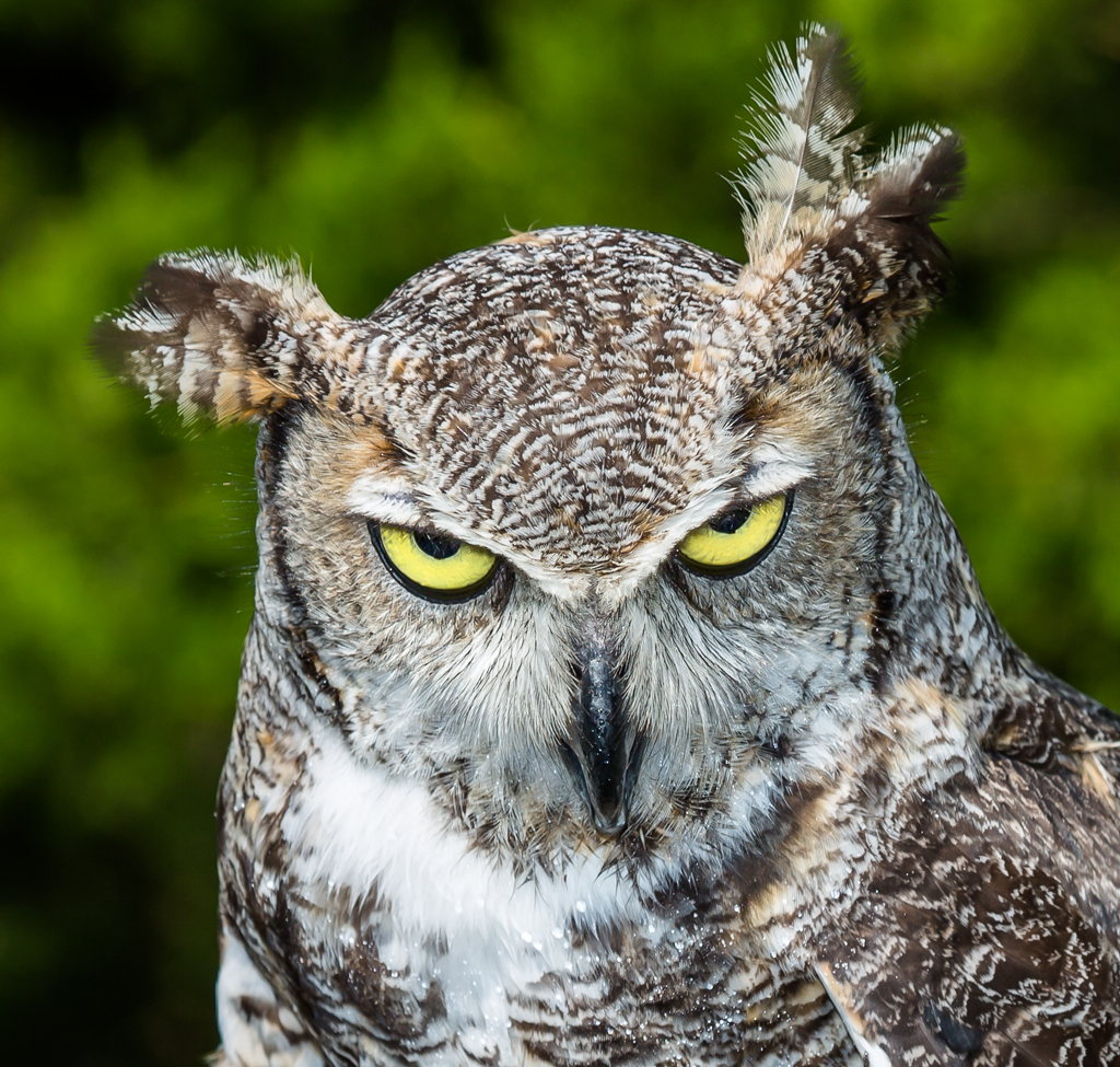 5135-Great-Horned-Owl-Texas.jpg