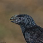 7113 Groove-billed Ani (Crotophaga sulcirostris), Martin Refuge, Texas