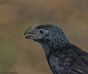 7113 Groove-billed Ani (Crotophaga sulcirostris), Martin Refuge, Texas