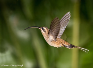 3000 Long-billed Hermit (Phaethornis longirostris, Laguna del Largarto, Costa Rica