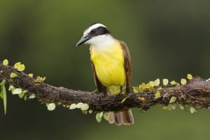 2014 Great Kiskadee (Pitangus sulphyratus, Laguna del Lagarto, Costa Rica