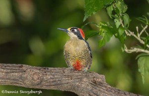 4420 Black-cheeked Woodpecker (Melanerpes pucherani), Laguna del Lagarto, Costa Rica