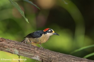 4422 Black-cheeked Woodpecker (Melanerpes pucheraini), Laguna del Lagarto, Costa Rica