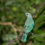 4423 Blue-gray Tanager (Thraupis episcopus), Laguna del Lagarto, Costa Rica