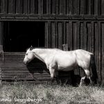 5369 Oregon Farm, Horse
