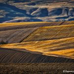 5379 Wheat Field Terrain, Wasco, OR