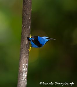 6144 Shining Honeycreeper (Cyanerpes lucidus), Laguna del Lagarto, Costa Rica