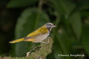 6152 Buff-throated Saltator (Saltator maximus), Arenal Oasis Lodge, Costa Rica