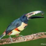 6157 Collared Aracari (Pteroglossus torquatu), Laguna del Lagarto, Costa Rica