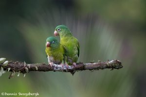 6157 Orange-chinned Parakeet (Brotogeris jugularis), Laguna del Lagarto Lodge, Costa Rica