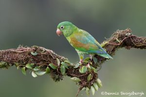 6158 Orange-chinned Parakeet (Brotogeris jugularis), Laguna del Lagarto Lodge, Costa Rica