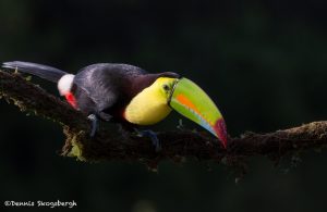 6160 Keel-billed Toucan (Ramphastos sulfuratus), Laguna del Lagarto Lodge, Costa Rica