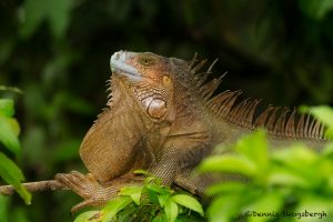 6179 Iguana, Costa Rica