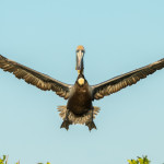 _3371 Breeding Brown Pelican (Pelicanus occidentalis), Florida