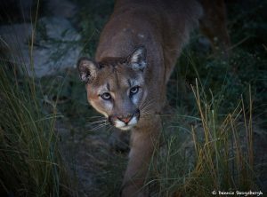 7284 Mountain Lion (Puma concolor), Sonoran Desert, Southern Arizona