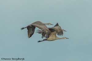 4047 Sandhill Cranes (Grus canadensis), Bosque del Apache NWR, New Mexico