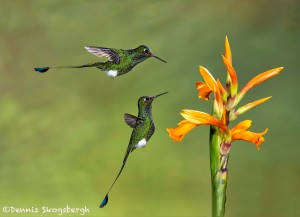 4621 Booted Racket-tailed Hummingbirds (Ocreatus underwoodii), Ecuador